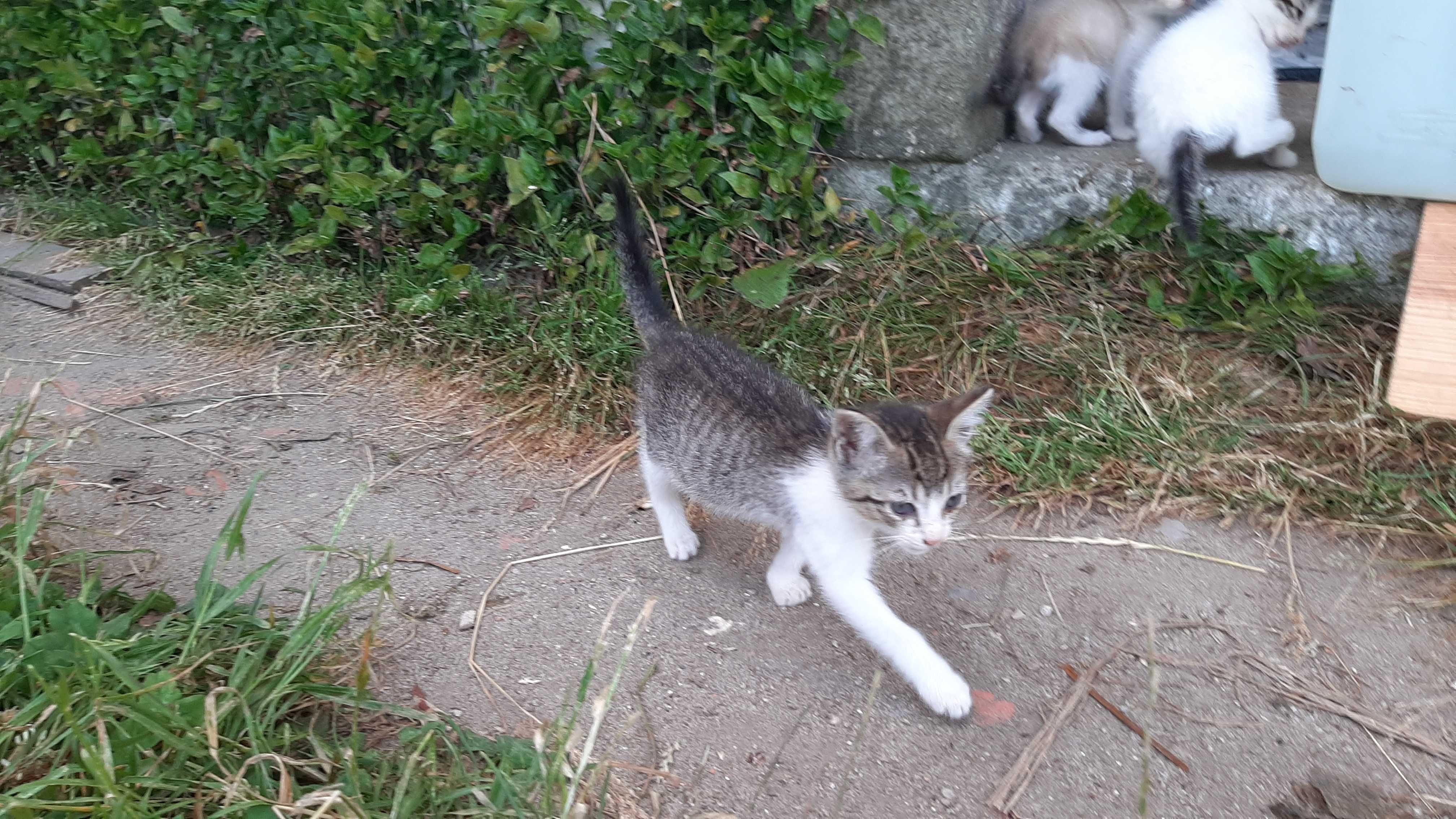 Gatinhos para adoção (nascidos a 22 de Abril)