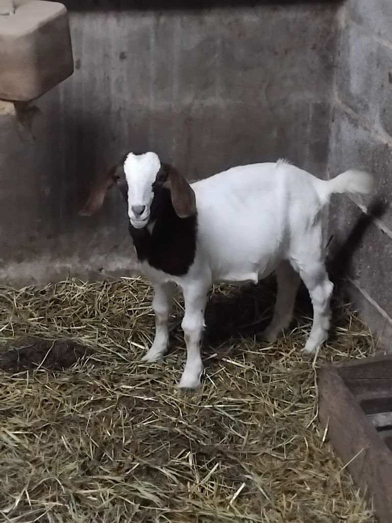 Cabrita com 3 meses