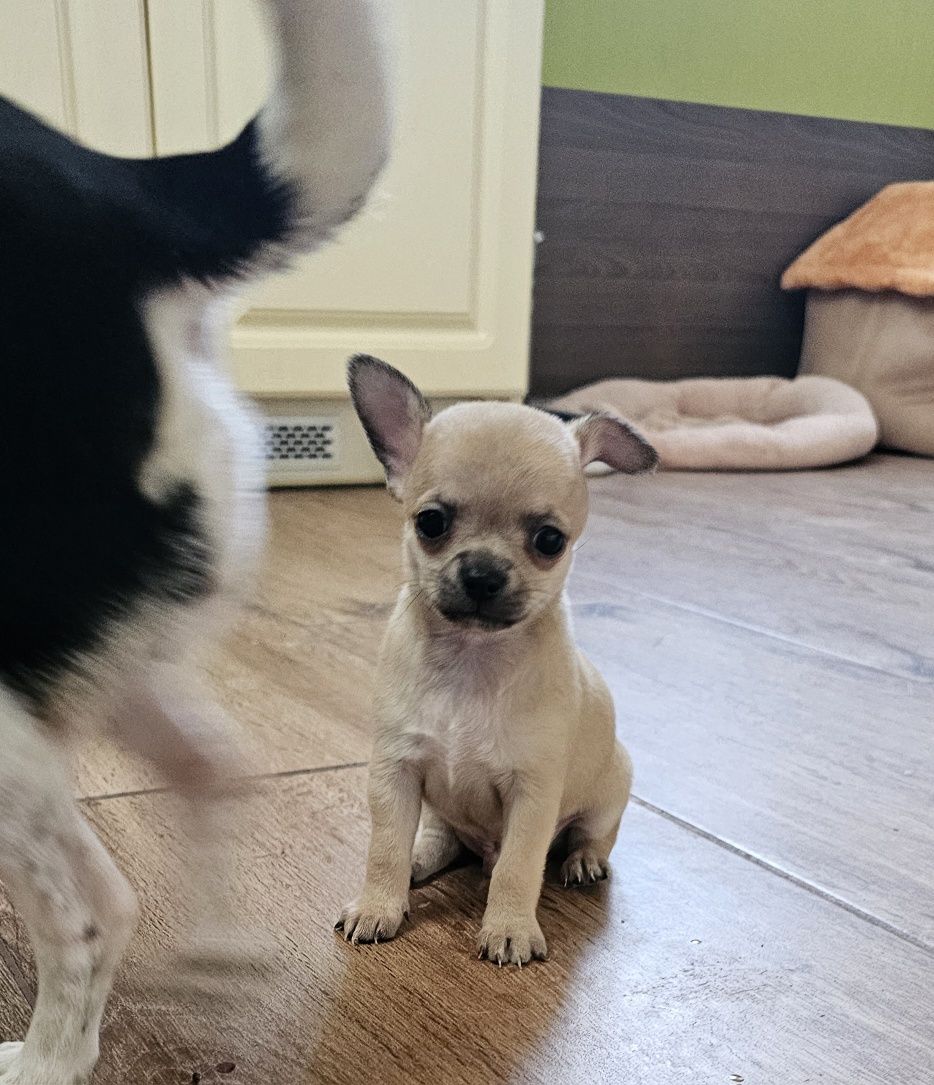 Chihuahua piesek gotowy do odbioru