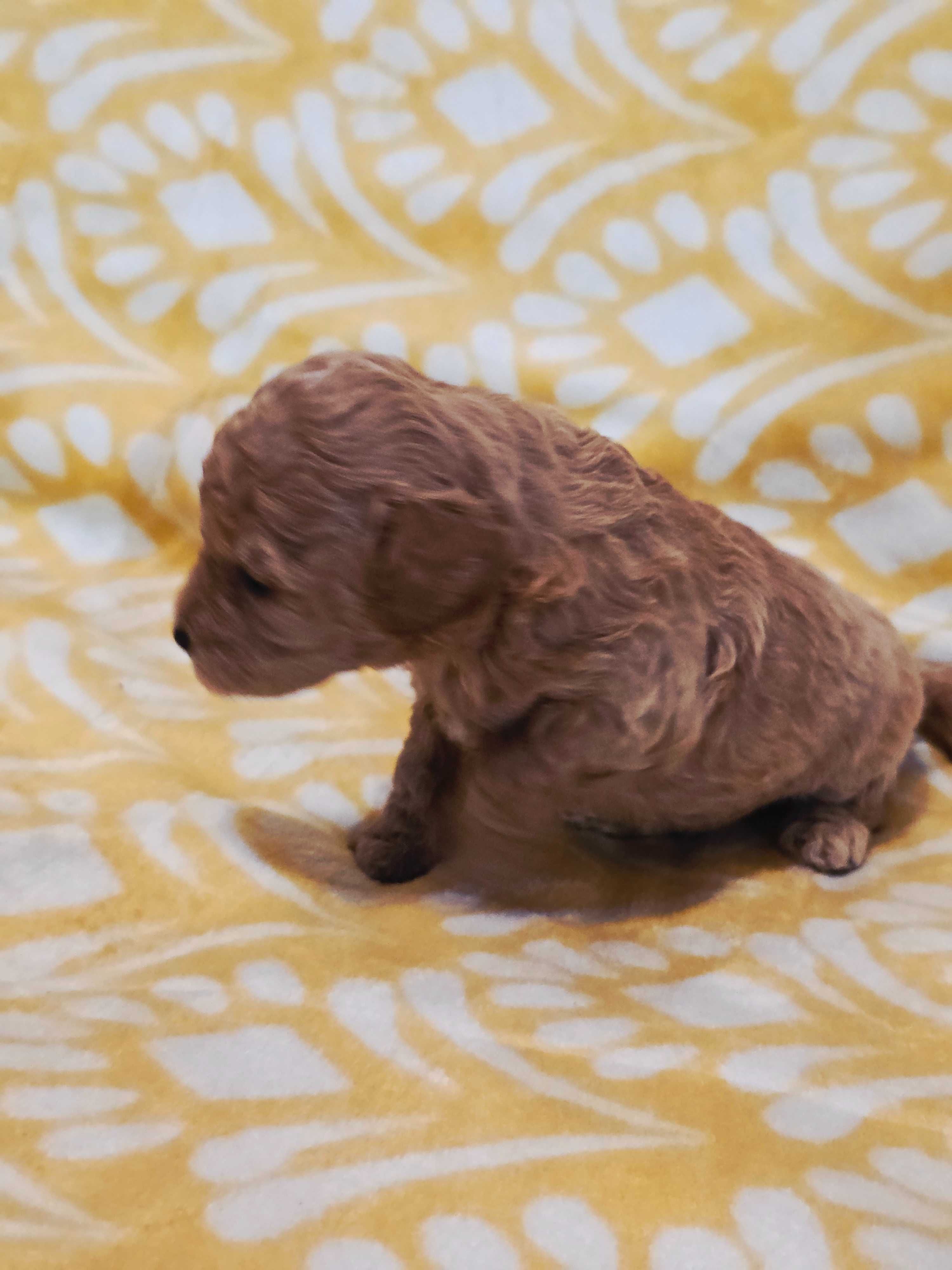Pudel miniaturowy