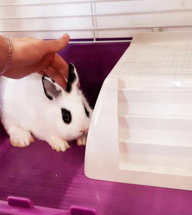 Карликовый мини кролик с новой клеткой+1кг корма в подарок