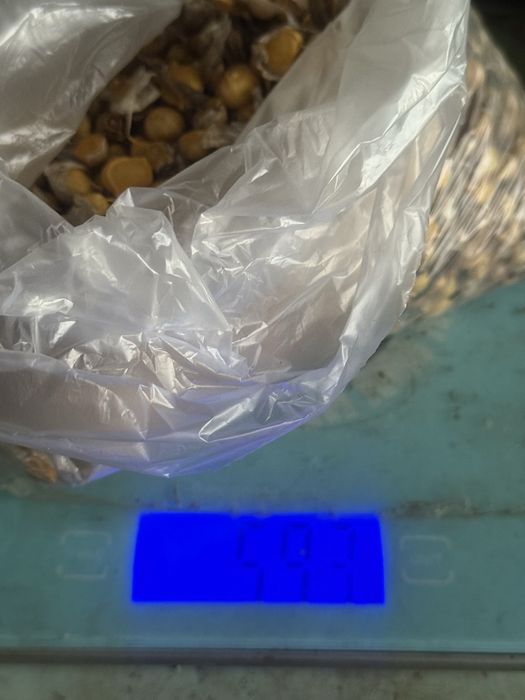 Продам посадковий часник,  зимовий Рокамболь