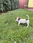 Suczka Jack Russel Terrier