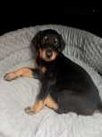 Doberman piesek czarny podpalany