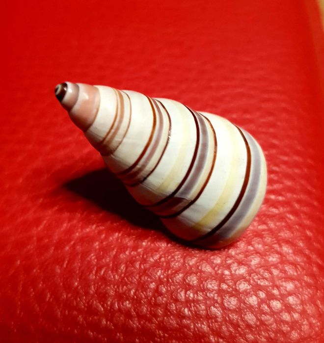 Muszla Ślimaka cukierkowego  Liguus virgineus 4 x 2 cm pasiasta