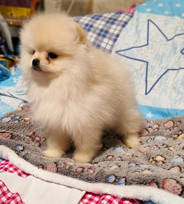 Маленька красуня  біля  Львова