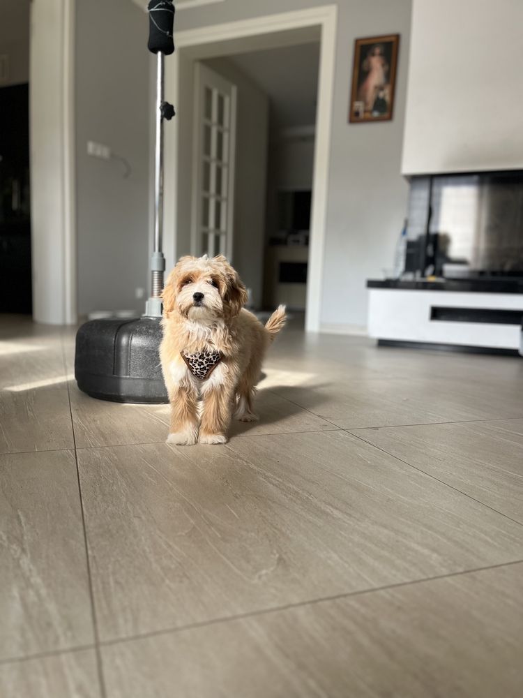 Piesek maltipoo maltańczyk pudel toy czerwony