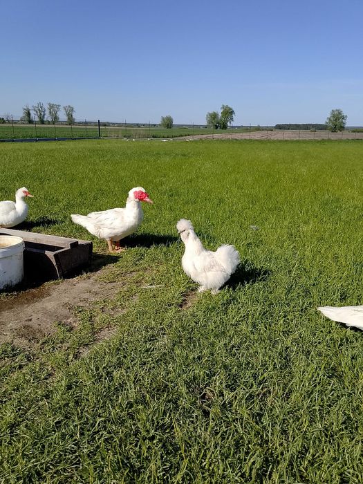 Kaczki, kaczory piżmowe