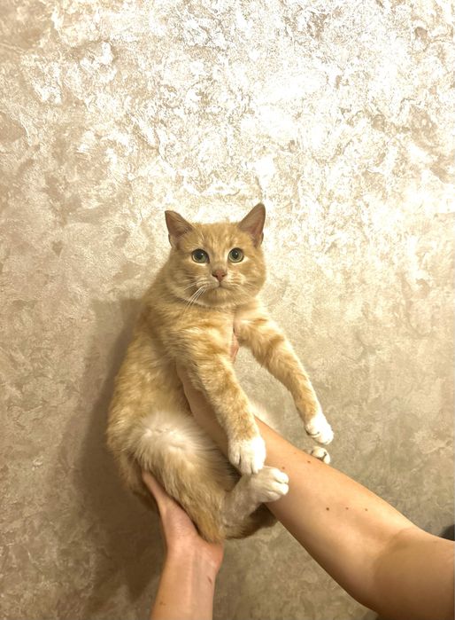 Рудий котик 6 місяців шукає дім
