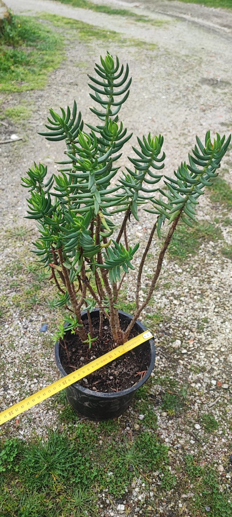Planta suculenta