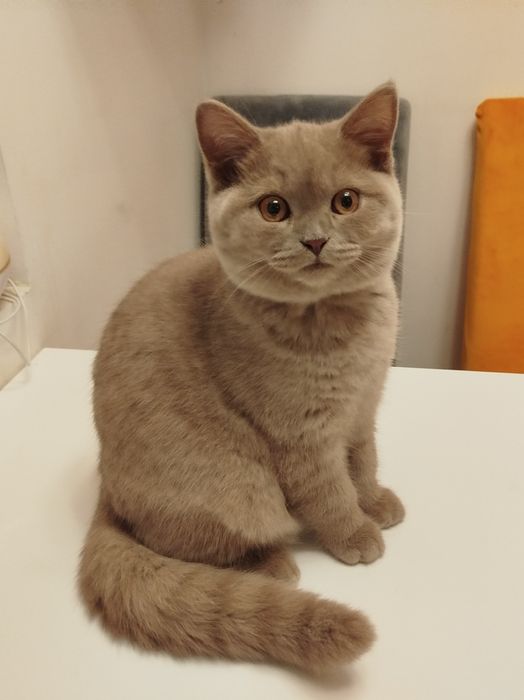 Kotka brytyjska krótkowłosa