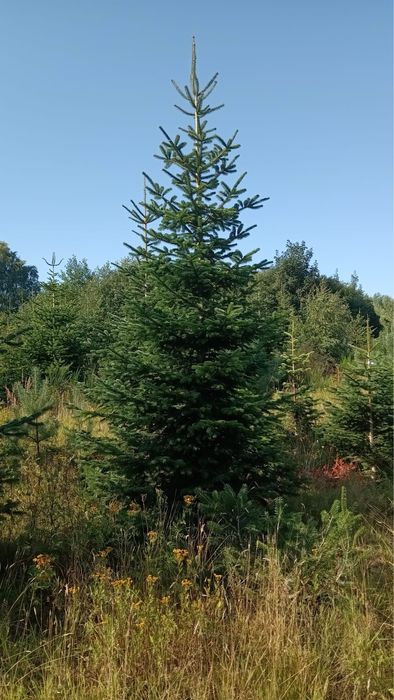Sprzedam Jodłę Kaukaską , duże drzewa i gałęzie.
