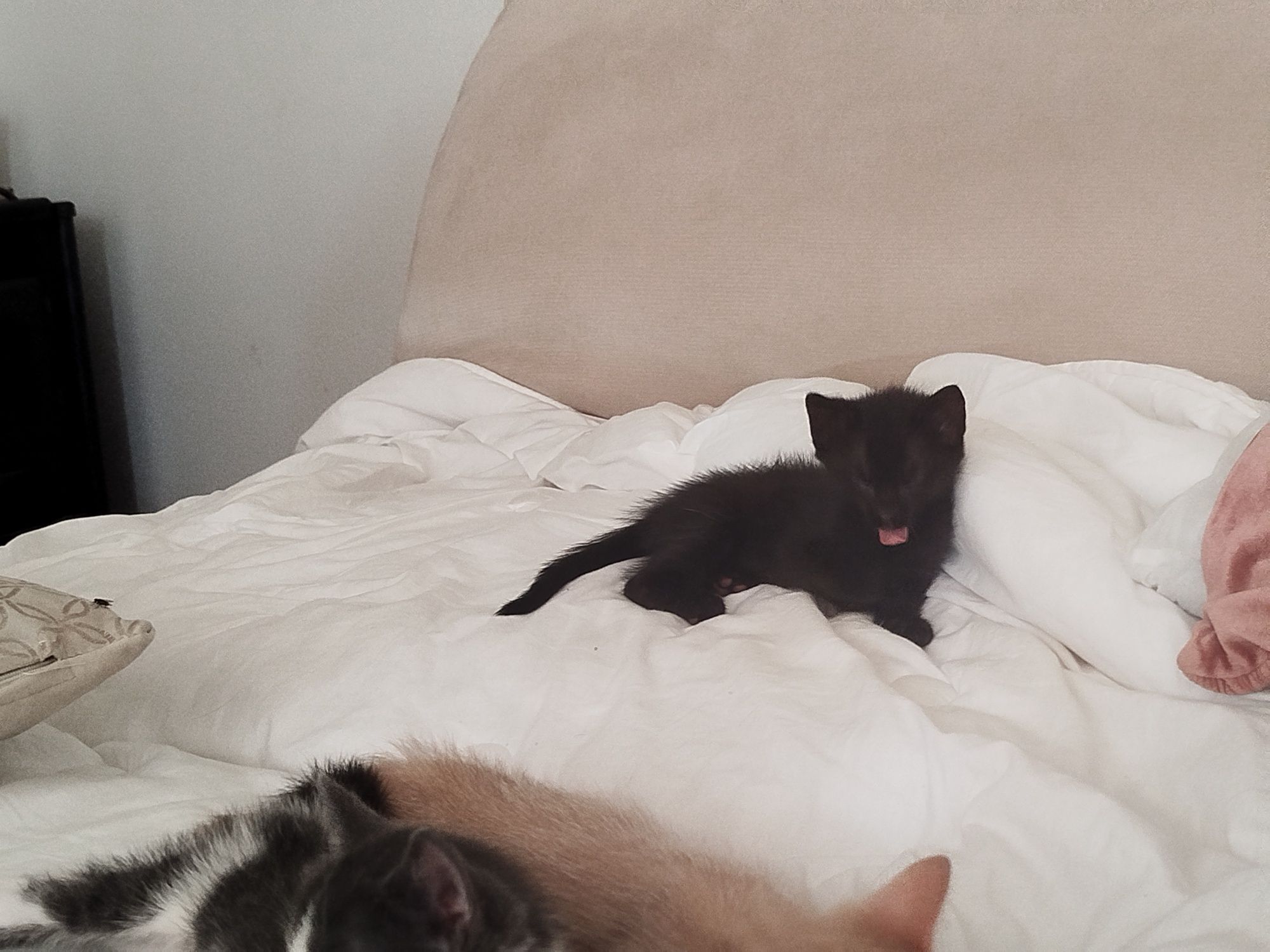 Gatinhos para Adoção responsável