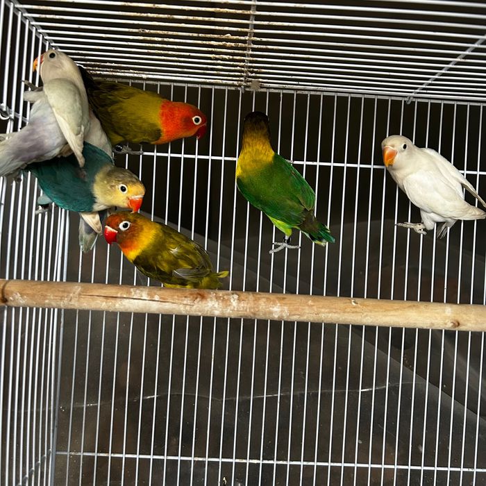Agapornis Fischeris e personatus