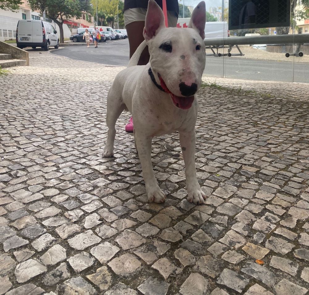 Estou a doar o meu cachorro infelizmente por motivos de espaço