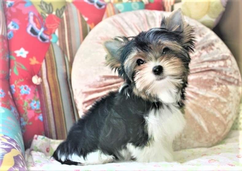 York terrier Biewer wyjatkowy piesek do odbioru