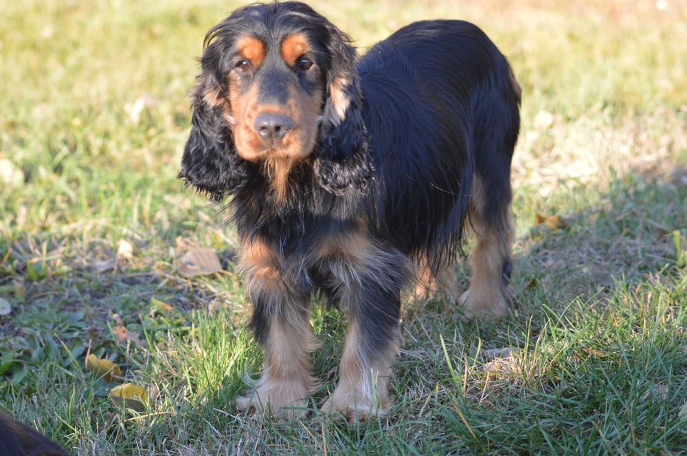 cocker spaniel angielski samiec dorosły