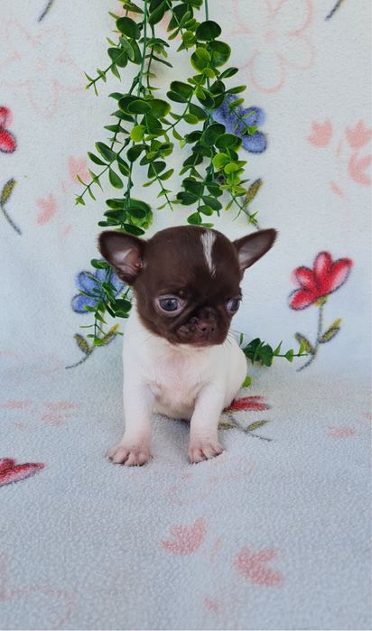 Estupendo mini mini Chiuaua/ Chihuahua, linhagem russa de Qualidade