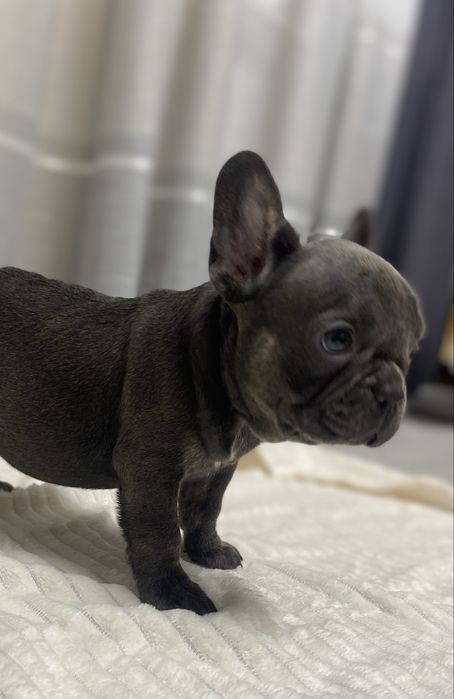 Малюки французького бульдога