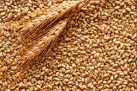 Продам пшеницу 3 тонны. Торг