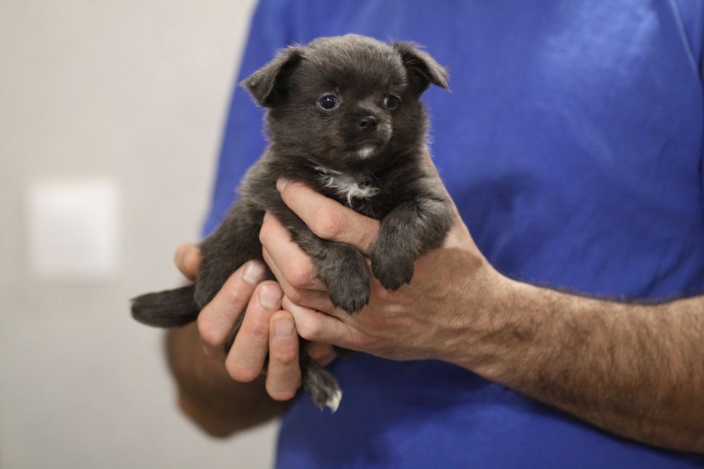 ***Chihuahua długowłosa blue niebieski**