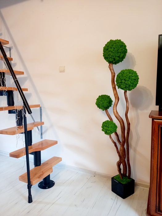 Duże Drzewko Bonsai.1,5m. z mchu chroboteka. Mech  Reniferowy.