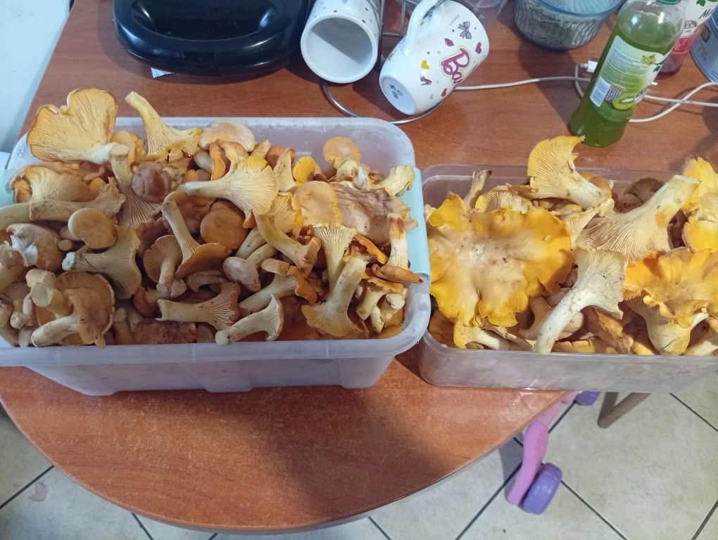 Kurki grzyby z lasu