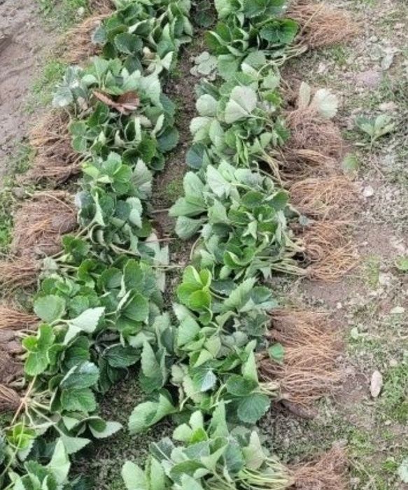 Flance sadzonki truskawki Malwina