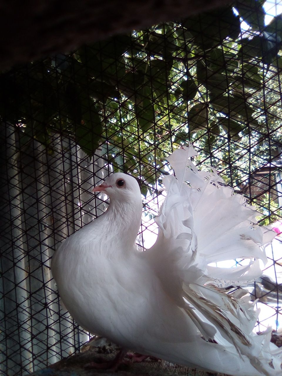 Голуби,голуби с павлинным хвостом