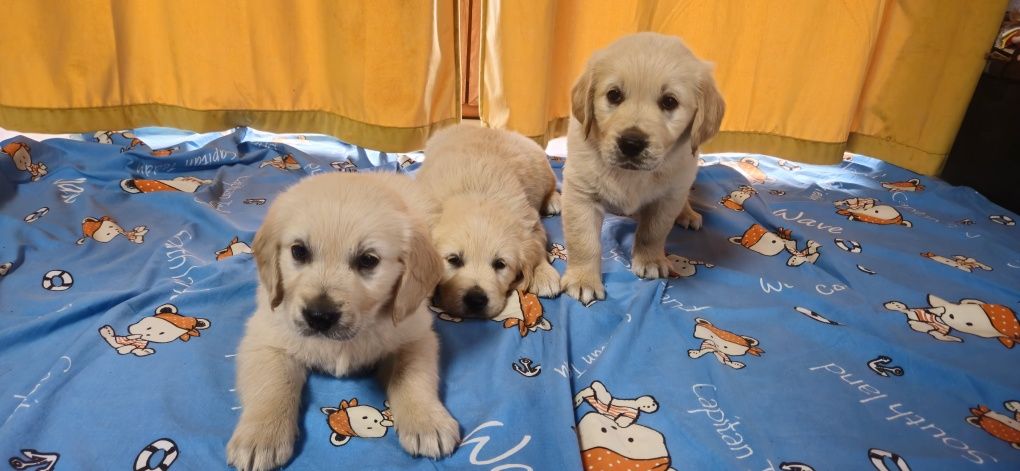 Golden retriever