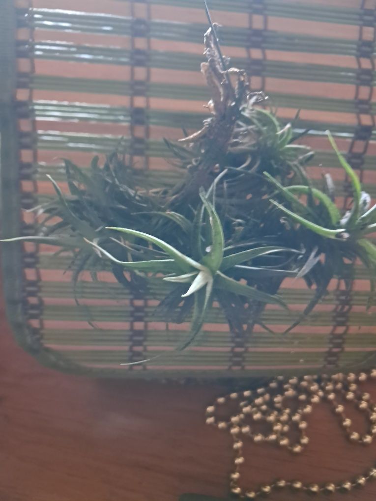 Planta do Ar - Tillandsias
