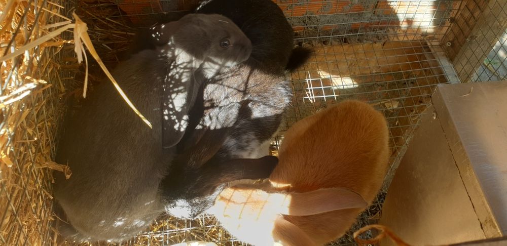 Coelhos novos 2 meses