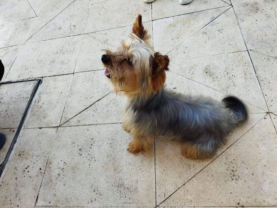 Yorkshire Terrier