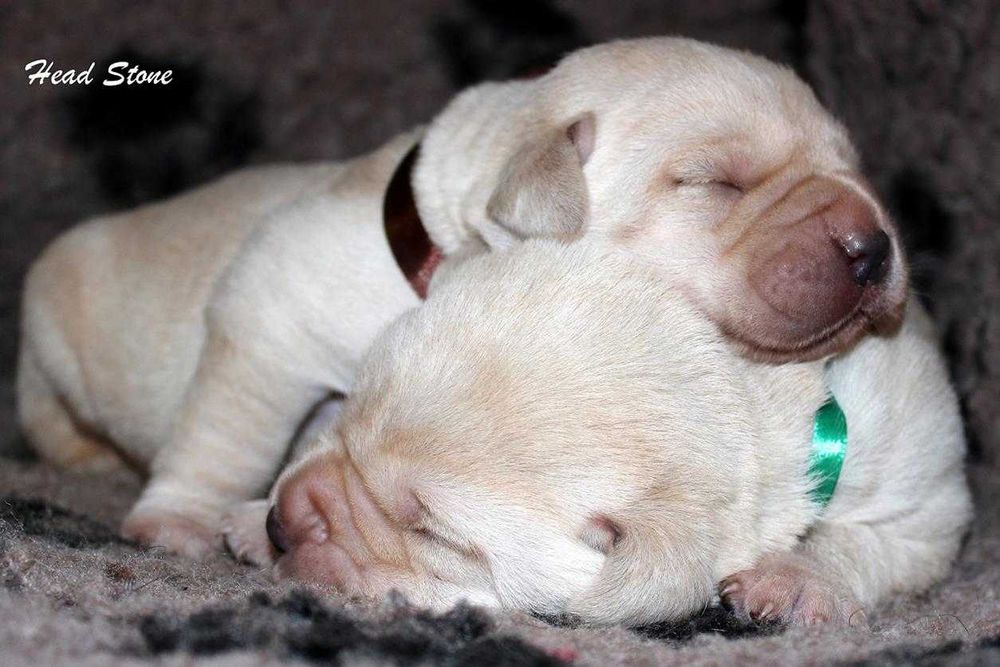 Лабрадор ретривер КСУ