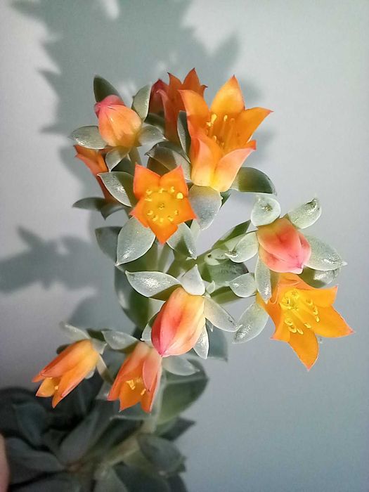 Кактус, сукулент ехеверія, аеоніум