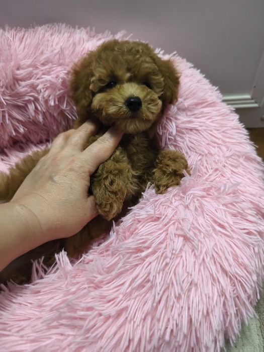 Дівчинка той пуделя 2,5 міс.