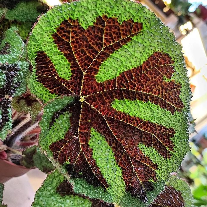 Бегонія сортові дітки