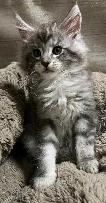 Kotka Maine Coon czarna ze srebrem