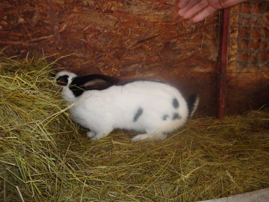 Кролики Строкач. Самець 5,5 міс