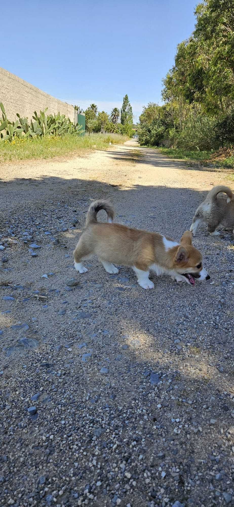 Corgi macho espetacular