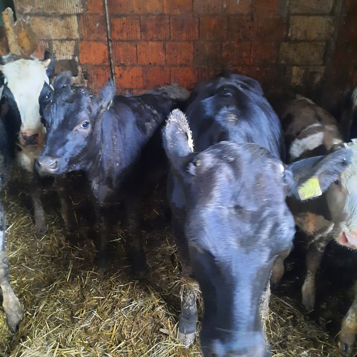 Sprzedam jalówki mieszańce limousine