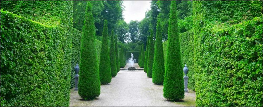 Grab pospolity 50 cm sadzonki 100 sztuk na żywopłot odporny po 70 gr