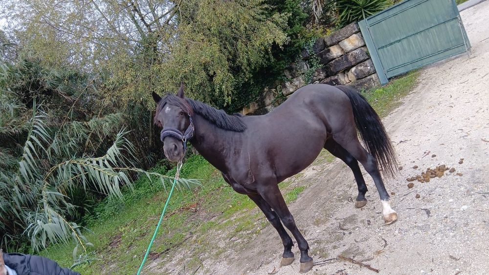 Cavalo preto   .