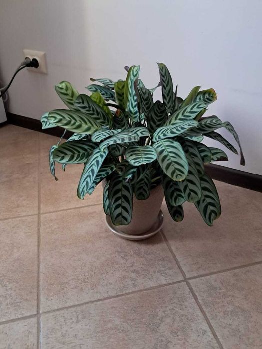 Калатея в горшку