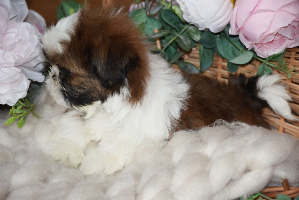 Felix Shih Tzu pies szczeniak rodowód uroda UBEZPIECZENIE