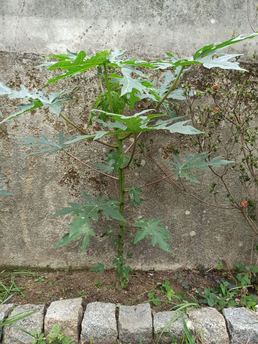 Planta Mamao Papaia