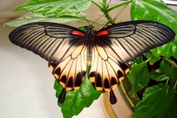 Живые тропические бабочки. Купить бабочку Украина. Живые бабочки.