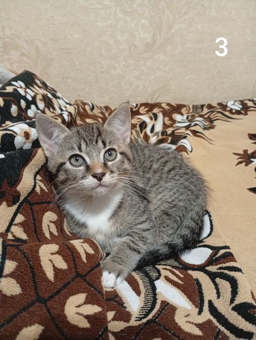 Віддамо котиків у добрі руки.