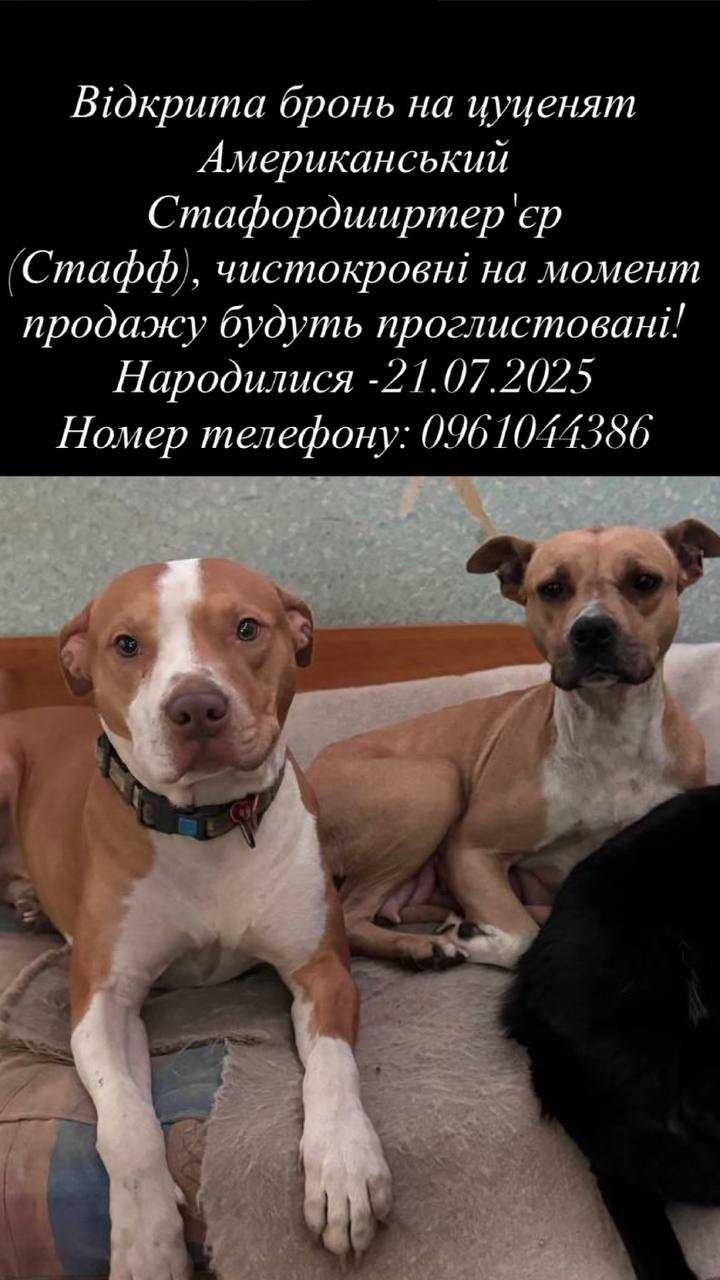Цуценята американського стаффордширського тер'єра