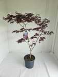 Bonsai – Klon japoński palmowy 'Trompenburg' (Acer palmatum)